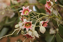 酒瓶树 populneus,瓶子树,铃花