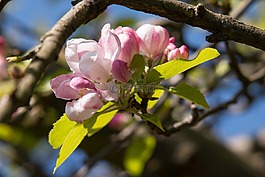 蘋果花,蘋果樹,芽