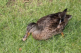鴨,公園,水禽