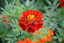 花,萬壽菊,土耳其人