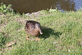 鴨,公園,水禽