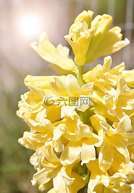 風(fēng)信子,黃色,鮮花