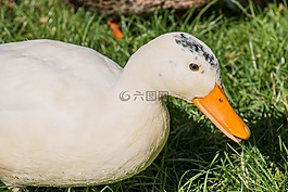 鴨,公園,水禽