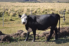牛,動物,字段