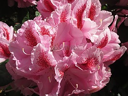 杜鵑,開花,夏季