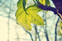葉,葡萄酒,自然
