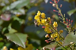蜜蜂,花粉,工人