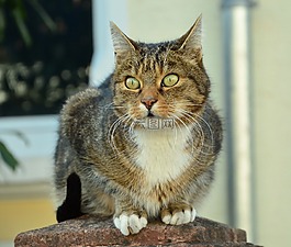 貓,貓的眼睛,動物