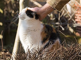 貓,溫柔呵護,動物