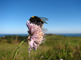 昆蟲,花,授粉