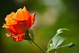 玫瑰,紅色,綠色的花