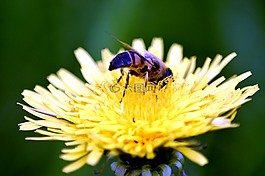 蜜蜂,開花,昆蟲