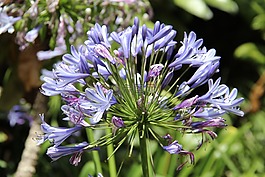 植物園,花園,鮮花