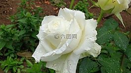 白玫瑰,白色的玫瑰綻放,玫瑰綻放