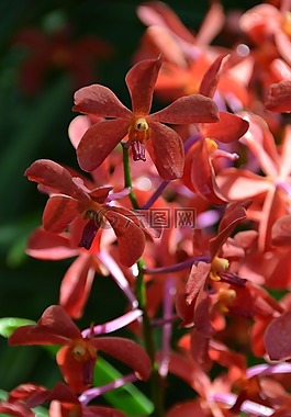 花,蘭花,性質(zhì)