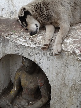 狗,雕像,佛
