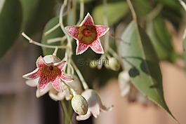 酒瓶树 populneus,瓶子树,铃花