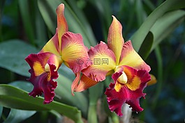 花,蘭花,性質(zhì)