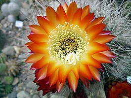 仙人掌,花,開(kāi)花的仙人掌