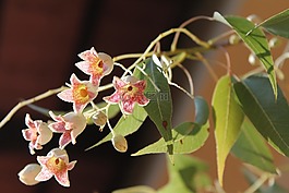 酒瓶树 populneus,瓶子树,铃花