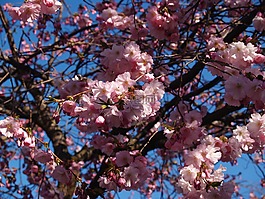 櫻花盛開,春天,himmel