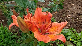 橙花,橙花盛開,鮮花盛開
