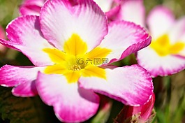 報春花,花,開花