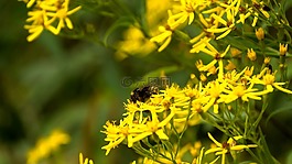 蜜蜂,花粉,昆蟲