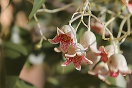 酒瓶树 populneus,瓶子树,铃花