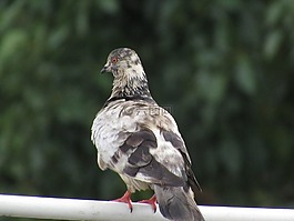 帕洛马,ave,鸟