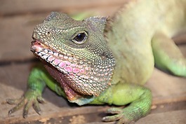 蜥蜴,動物,爬行動物