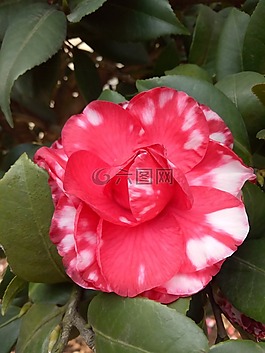 茶花,春,雙色花
