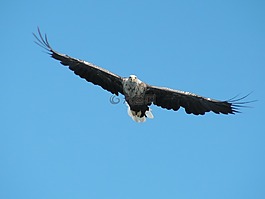 鳥,猛禽,pigargue