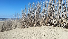 沙丘,海灘,海