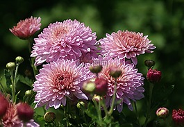 阿斯特拉,鮮花,花園