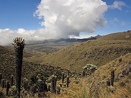 景觀,云計算,frailejon