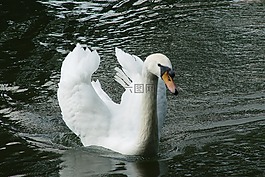 天鵝,鳥,白