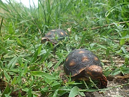 爬行動物,動物,字段