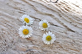 雛菊,白,鮮花