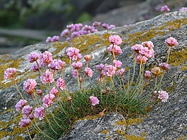 鮮花,粉色,性質(zhì)