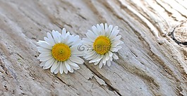 鮮花,雛菊,白