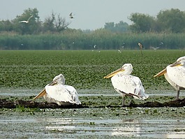 鳥,鵜鶘,羅馬尼亞