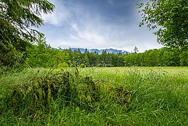 云,原野,冷杉