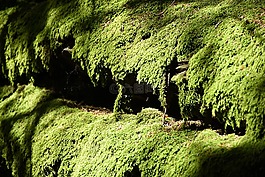 苔,綠色,苔蘚地毯