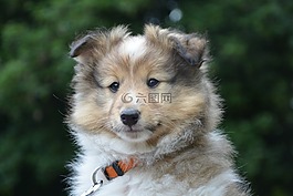 小狗,9semaines,設(shè)得蘭的牧羊人