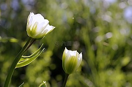 鮮花,郁金香,綠色