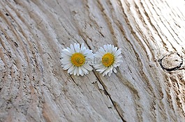 雛菊,對,白