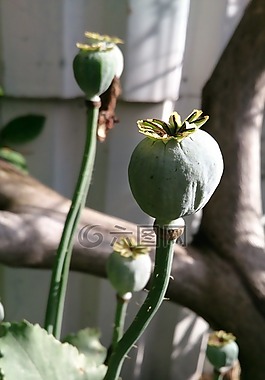 花,核心,秋