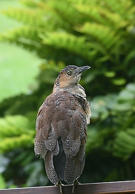 鳥,大自然,野生動物