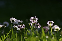 雛菊,草,草甸